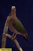 藏品(翠翼鳩)的圖片